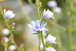 Cichorium intybus - P9 - image 5