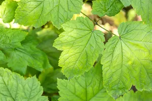 Cimicifuga racemosa