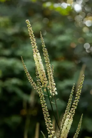 Cimicifuga racemosa cordifolia - P9 - image 1
