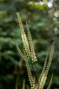 Cimicifuga racemosa cordifolia