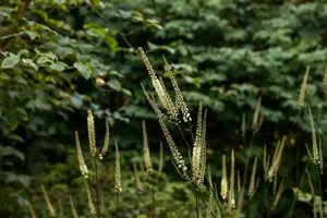Cimicifuga racemosa cordifolia - P9 - image 2