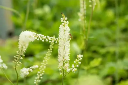 Cimicifuga s. 'White Pearl' - P9