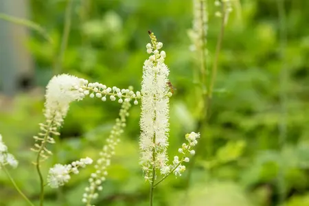 Cimicifuga s. 'White Pearl' - 2 Ltr pot