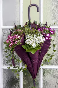 CINERARIA 6 Pk - image 1