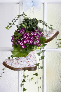 CINERARIA 6 Pk - image 2