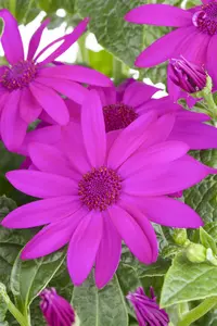 CINERARIA 6 Pk - image 4