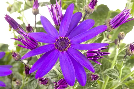 CINERARIA 6 Pk - image 3