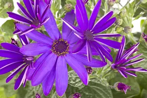 CINERARIA 6 Pk - image 5