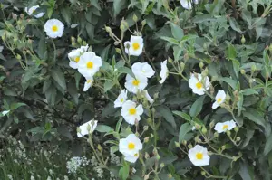 Cistus laurifolius - 2 Ltr pot - image 1