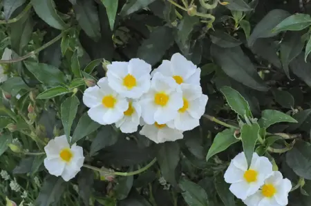 Cistus laurifolius - 2 Ltr pot - image 3