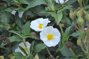Cistus laurifolius - 3 Ltr pot - image 2