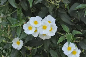 Cistus laurifolius - 3 Ltr pot - image 3