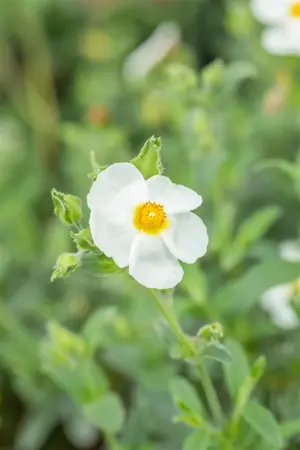 Cistus oblongifolius - 2 Ltr pot - image 2