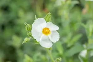 Cistus oblongifolius