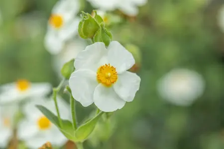Cistus oblongifolius - 2 Ltr pot - image 3