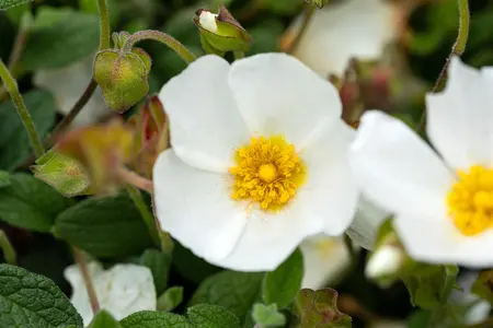 Cistus obtusifolius - P9