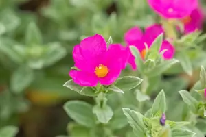 Cistus pulver. 'Sunset'