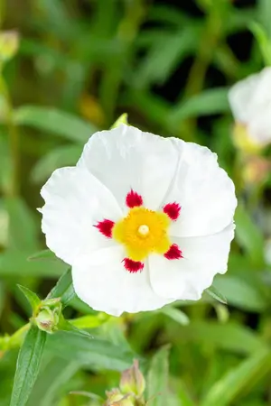 Cistus purpureus 'Alan Fradd' - LINERS 18 CEL TRAY P9 SIZE - image 3