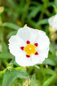 Cistus purpureus 'Alan Fradd' - LINERS 18 CEL TRAY P9 SIZE - image 3