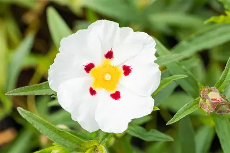 Cistus purpureus 'Alan Fradd' - 3 Ltr pot - image 1