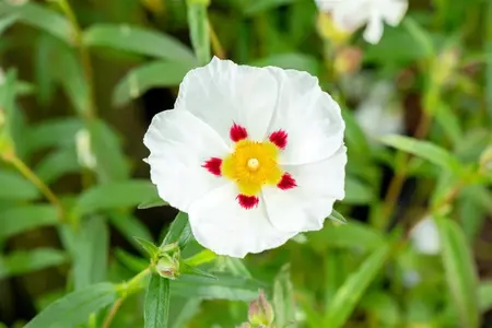 Cistus purpureus 'Alan Fradd' - LINERS 18 CEL TRAY P9 SIZE - image 2