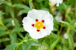 Cistus purpureus 'Alan Fradd' - LINERS 18 CEL TRAY P9 SIZE - image 2