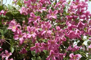Clematis 'Aljonushka'