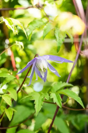 Clematis alpina - 2 Ltr, single cane - image 1