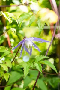 Clematis alpina