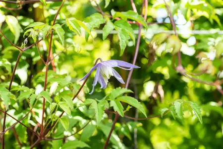 Clematis alpina - 2 Ltr, single cane - image 2