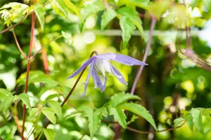 Clematis alpina - 150-175 CM C5 Caned - image 3