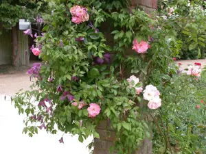 Clematis alpina 'Pamela Jackman'