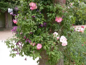 Clematis alpina 'Pamela Jackman'