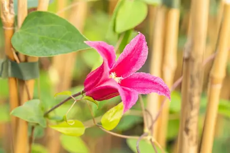 Clematis alpina 'Ruby' - 2 Ltr, single cane