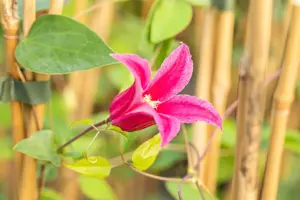 Clematis alpina 'Ruby'