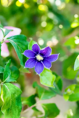 Clematis 'Arabella' - 2 Ltr, single cane - image 3