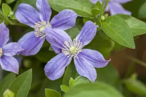 Clematis 'Arabella'