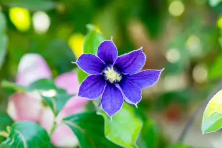 Clematis 'Arabella' - 2 Ltr, single cane - image 2