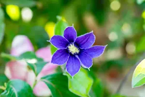 Clematis 'Arabella' - 2 Ltr, single cane - image 2