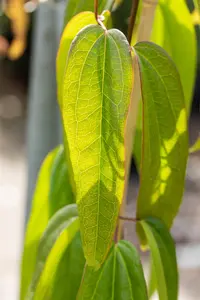 Clematis armandii 'Apple Blossom'
