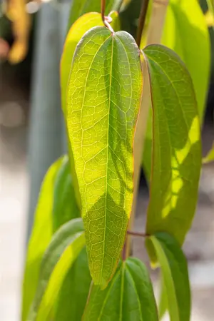 Clematis armandii 'Apple Blossom' - 80-100 CM C2 CANED