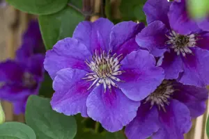 Clematis 'Ashva'