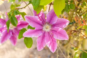 Clematis 'Bees Jubilee'