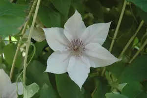 Clematis 'Bellissima' 