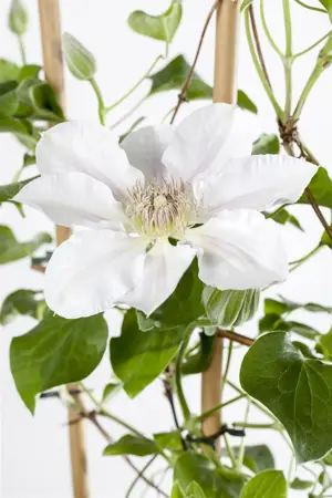 Clematis 'Blekitny Aniol' - 2 Ltr, single cane - image 4