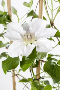 Clematis 'Blekitny Aniol' - 2 Ltr, single cane - image 4