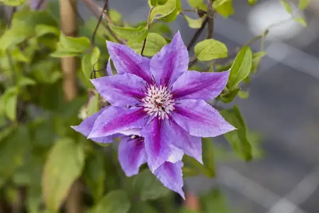 Clematis 'Blekitny Aniol' - 2 Ltr, single cane - image 2