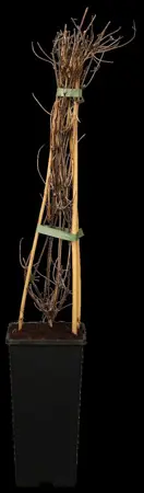 Clematis 'Blekitny Aniol' - 2 Ltr, single cane - image 1