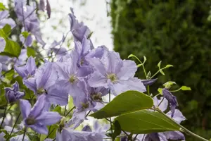 Clematis 'Blue Angel'
