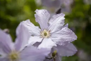 Clematis 'Blue Angel' - 2 Ltr, 4 canes - image 2
